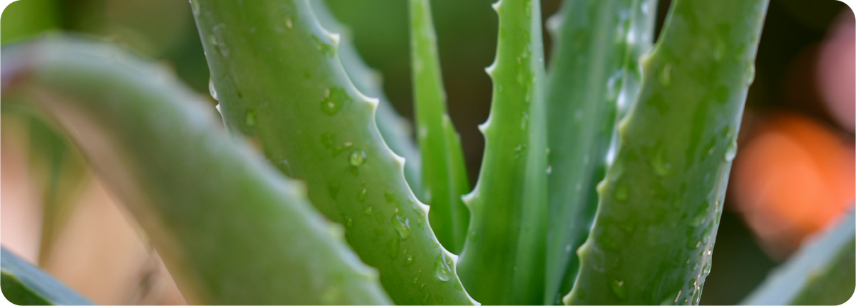 Is Aloe Vera Good for Baby Skin? Benefits Explained