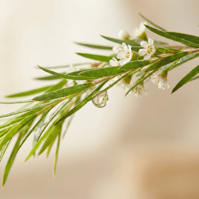 Tea tree olie